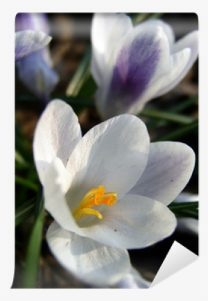 Snow Crocus