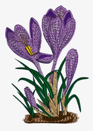 Crocus - Spring Crocus