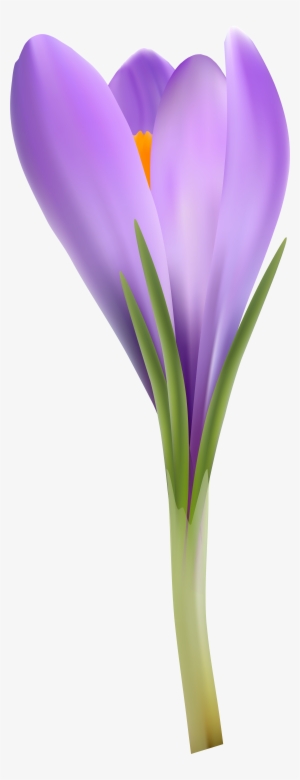 Crocus Png