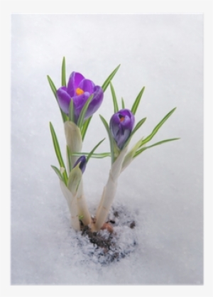Spring Flowers Growing Under The Snow - Crocus