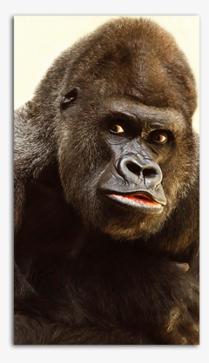 Gorilla Mobile Wallpaper Big - Female Gorilla With Makeup