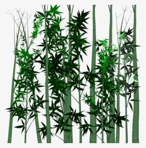 Leaf Bamboo Plant - Tropical Woody Bamboos