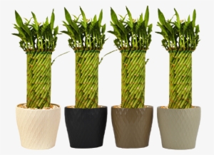 6 Inch Tornado Bamboo Large - Tornado Plant