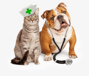 Specialists In Veterinary Medicine - Veterinary Animal