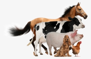 We Are The Pioneer Manufacturing Group Of Quality Veterinary