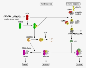 Atm Target Proteins - Atm Kinase