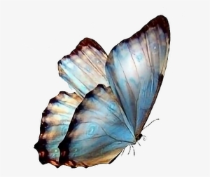 Follow Pedromartinx Butterfly Tumblr Animals Forest - Transparent Background Butterflies Png