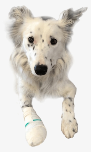 Contact Us - Surgery