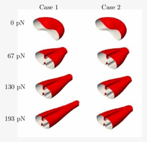 Visualization Of The Red Blood Cell Deformation Over - Cone