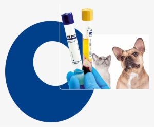 Intra Articular Injections Of Vet Prp Ha Improves The