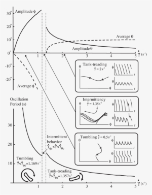 Red Blood Cell Dynamics - Diagram