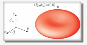 Default Orientation Of An Ordinary Rbc - Circle