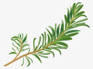 Rosemary - Keyword Research