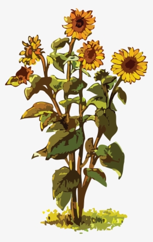 , , - Big Sunflower Plant Clipart
