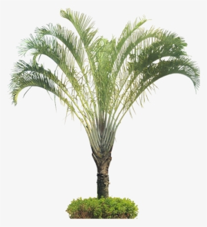 Tropical Plant Pictures - Dypsis Decaryi Png