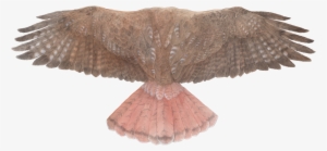 Red-tailed Hawk Wings - Bird Of Prey