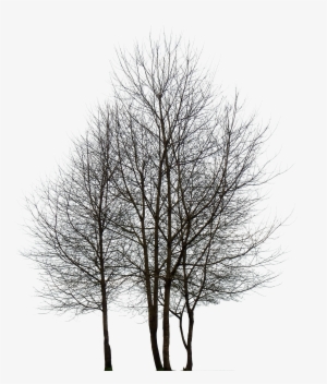 Trees Png