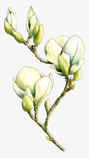 Magnolia Watercolor By Helen Krayenhoff - Bud