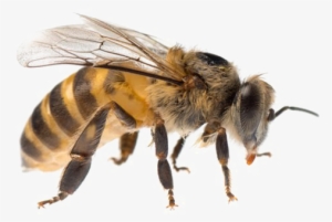 Bee Png Image Background - Bee Stock