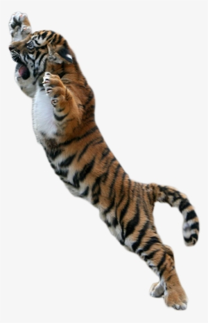 Baby Tiger Png Picture Free Download - Png Tiger For Picsart