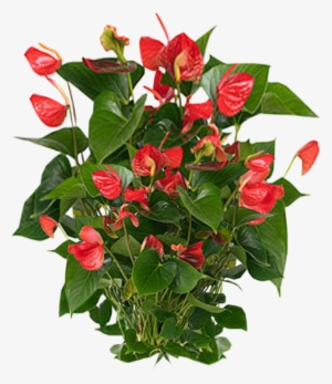 Plants Png Photos - Anthurium Care