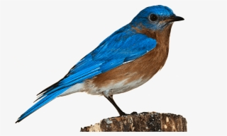 Birds Png Images Free - Transparent Background Bird Transparent