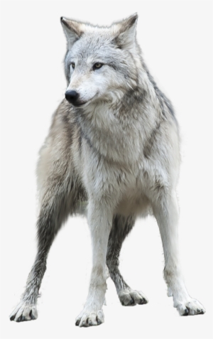 Grey Wolf Png