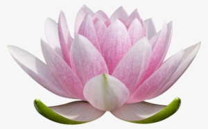 Lotus Flower Png Free - Christopher Lloyd Clarke / Seven Sacred Centers