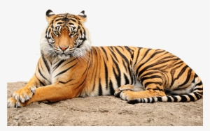 Roaring Tiger Png - Point Defiance Zoo & Aquarium