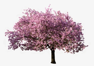 Tree Blossoming In Spring - Transparent Background Png Tree
