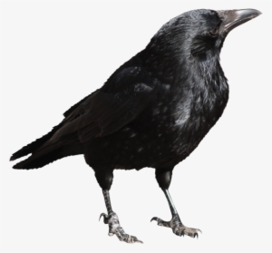 Crow Png