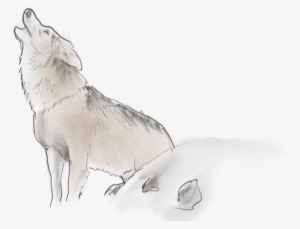 Org/wp Transprent - Wolf