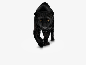 Panther Transparent Png Photo - Panther Png