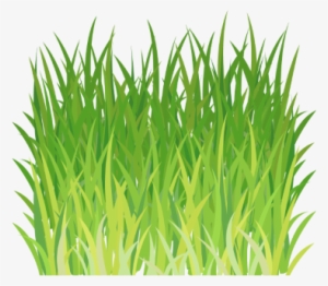 Wheatgrass Juice Powder Amazing - Sweet Grass