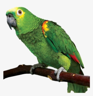 Parrot Png - Green Winged Amazon Parrot