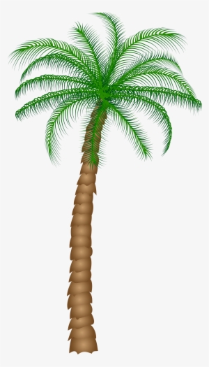Palm Tree Png Clipart