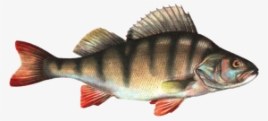 Free Png Fish Png Png Images Transparent - Fish Images Hd Png