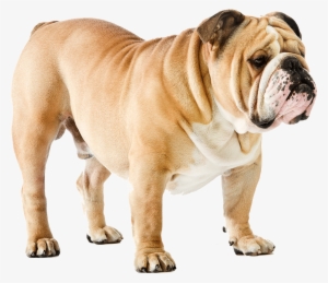 Large English Bulldog