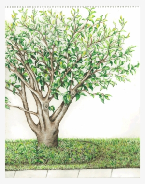 Summer Tree Watercolor Pencil Sketch - Plane