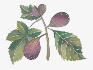 Fig Sticker - Computer Program