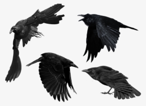 Crow Png Picture - Raven