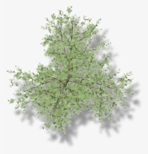 18 206k Larch 06 Feb 2009 - Pond Pine