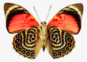 Butterfly Dots - Photograph Photograph Photograph Tile Coaster