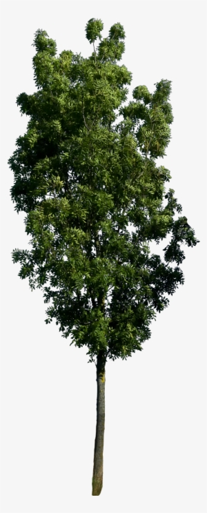 Tree Render, Tree Plan Png, Tree Photoshop, Tree Psd, - Tree Png