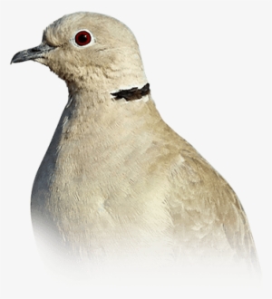 Dove - American Mourning Dove