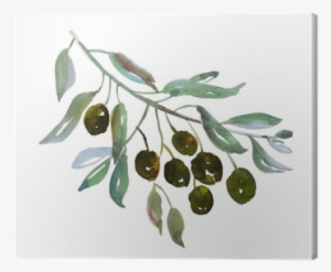 Olive Tree Branch On White Background Illustration - Olive Branch Watercolor Png