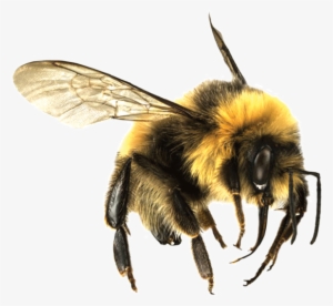 Bee Png - Bumble Bee Transparent