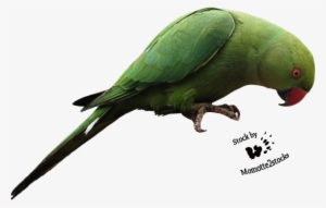 Parrot Transparent - Parrot Bird Png
