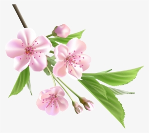 Almond Blossom Watercolor - Spring Flower Png