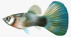 Fish Png